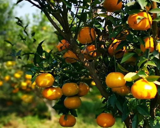 新会柑果球加工辣椒视频黄瓜视频APP